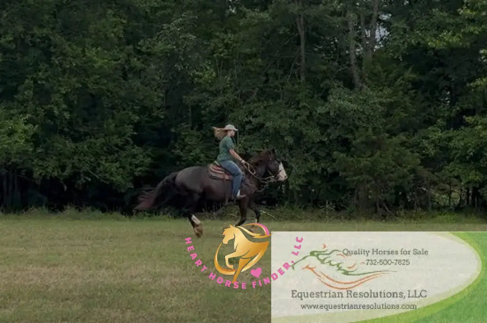 Nova - registered Spotted Draft Black Horse