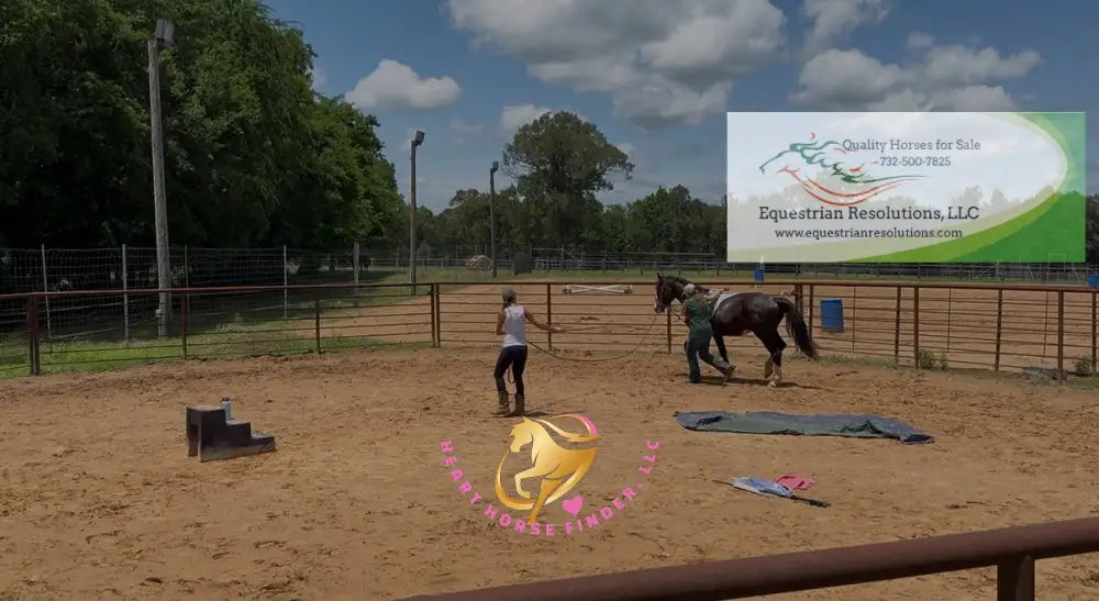 Nova - registered Spotted Draft Black Horse