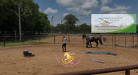 Nova - registered Spotted Draft Black Horse