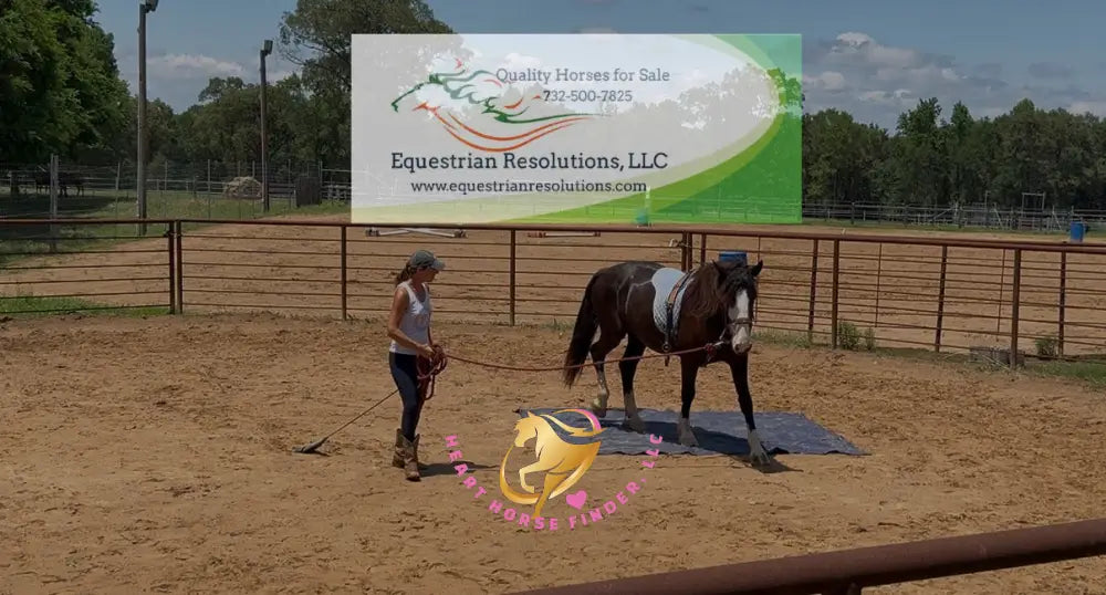 Nova - registered Spotted Draft Black Horse