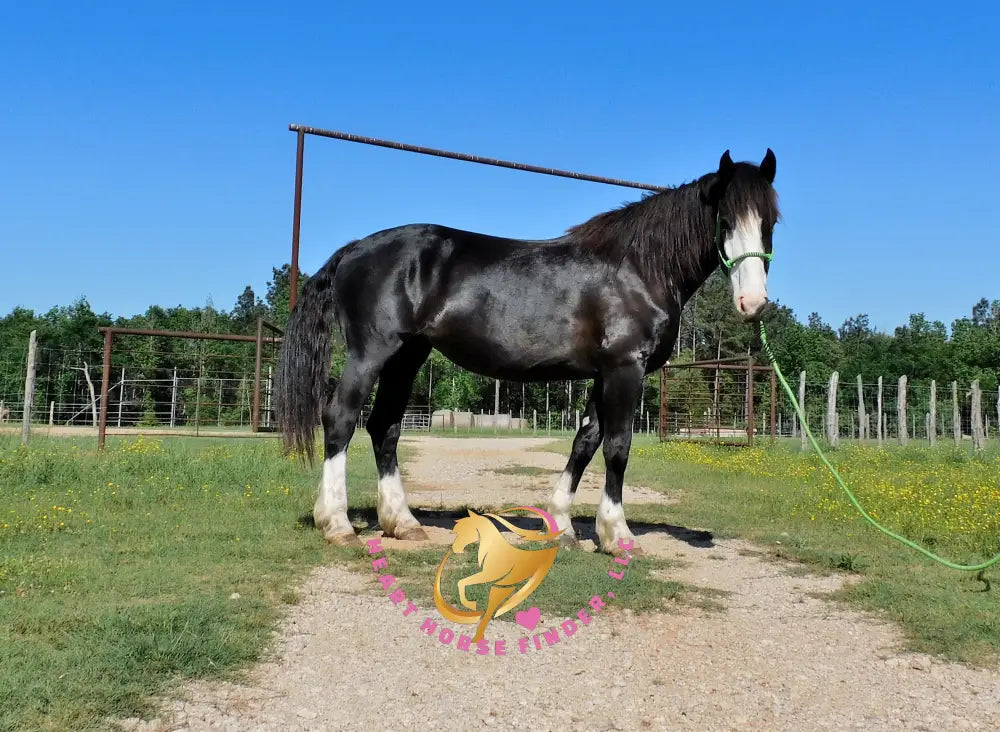 Nova - registered Spotted Draft Black Horse