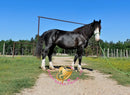 Nova - registered Spotted Draft Black Horse