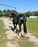 Nova - registered Spotted Draft Black Horse