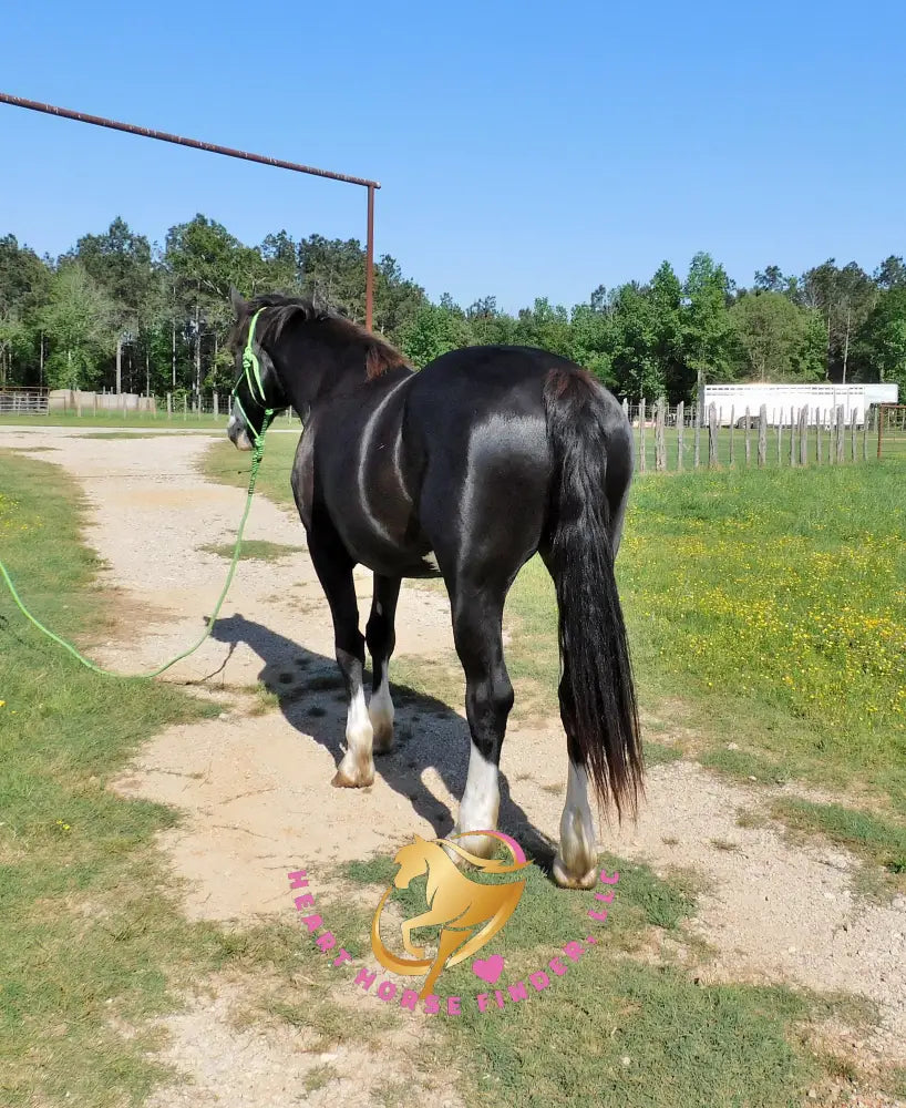 Nova - registered Spotted Draft Black Horse