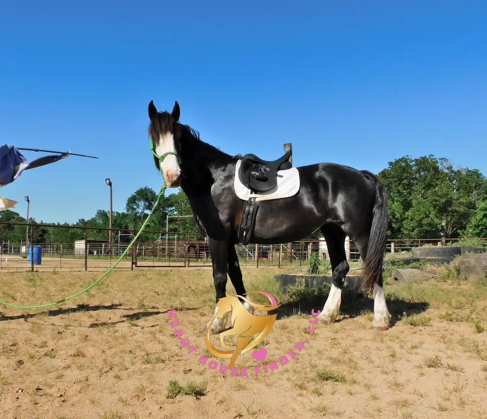 Nova - registered Spotted Draft Black Horse