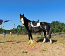 Nova - registered Spotted Draft Black Horse