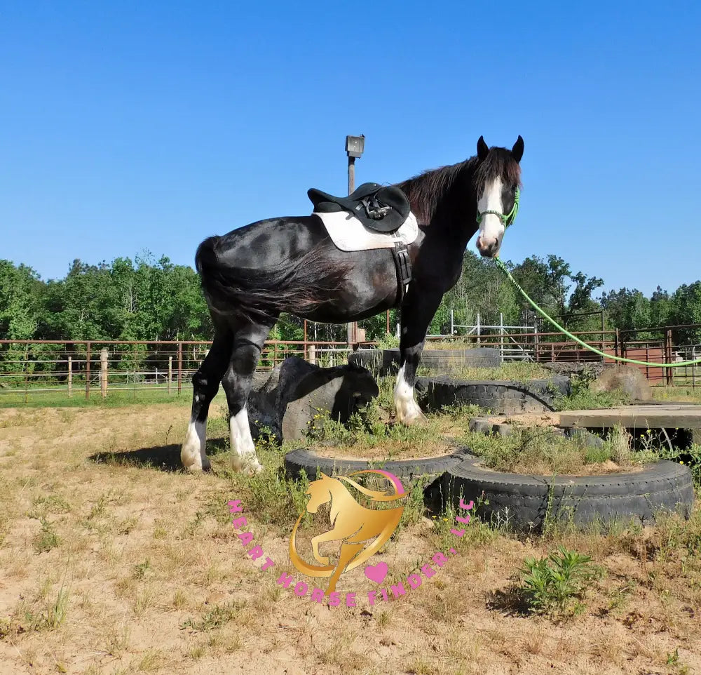 Nova - registered Spotted Draft Black Horse