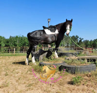 Nova - registered Spotted Draft Black Horse