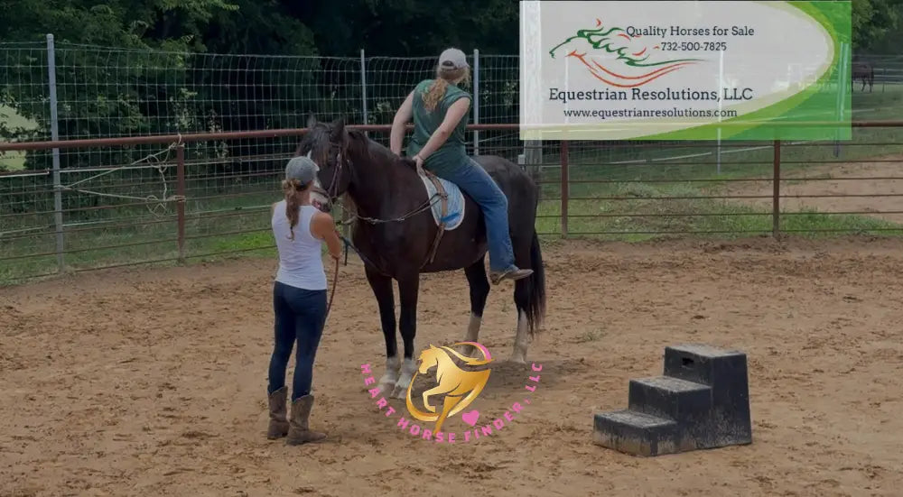 Nova - registered Spotted Draft Black Horse