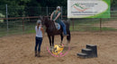Nova - registered Spotted Draft Black Horse