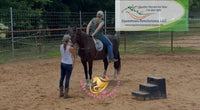 Nova - registered Spotted Draft Black Horse