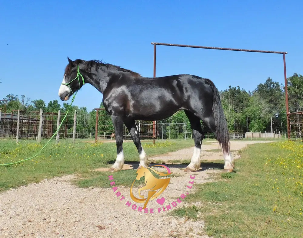 Nova - registered Spotted Draft Black Horse