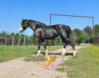 Nova - registered Spotted Draft Black Horse
