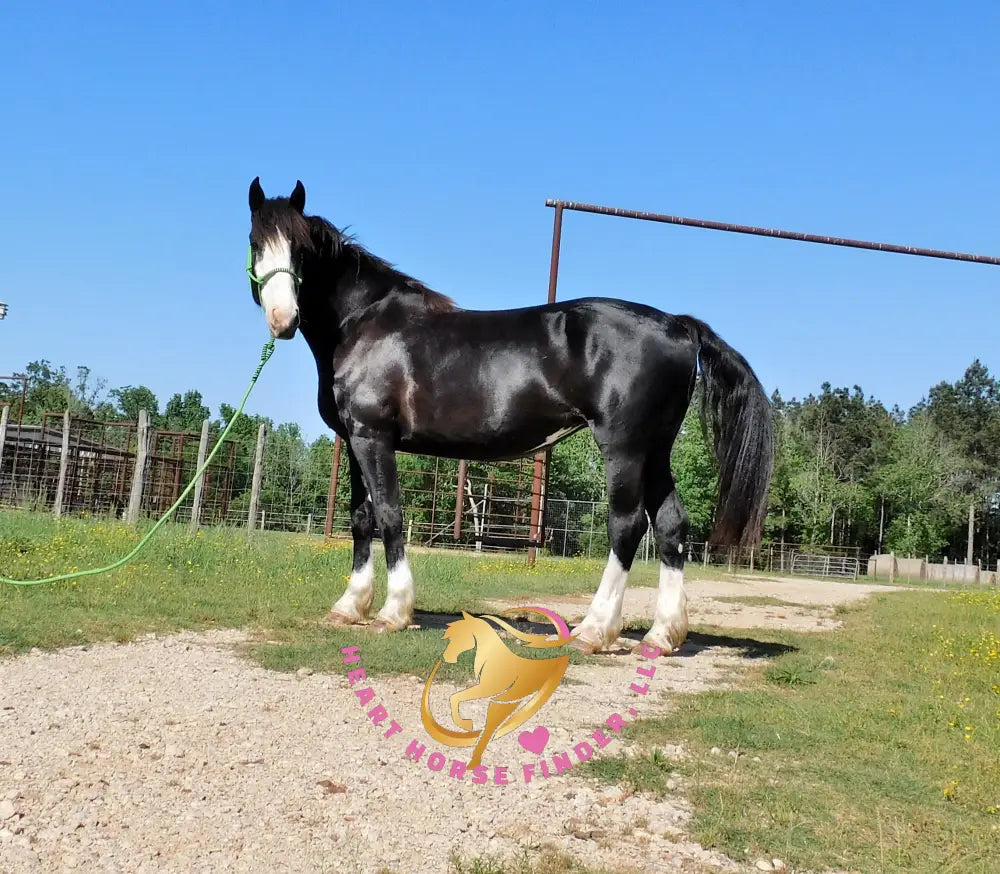 Nova - registered Spotted Draft Black Horse