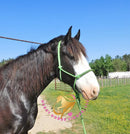 Nova - registered Spotted Draft Black Horse