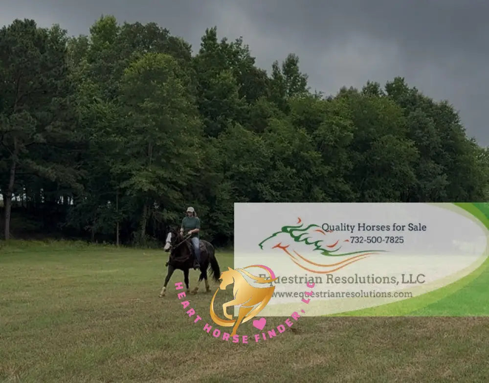 Nova - registered Spotted Draft Black Horse