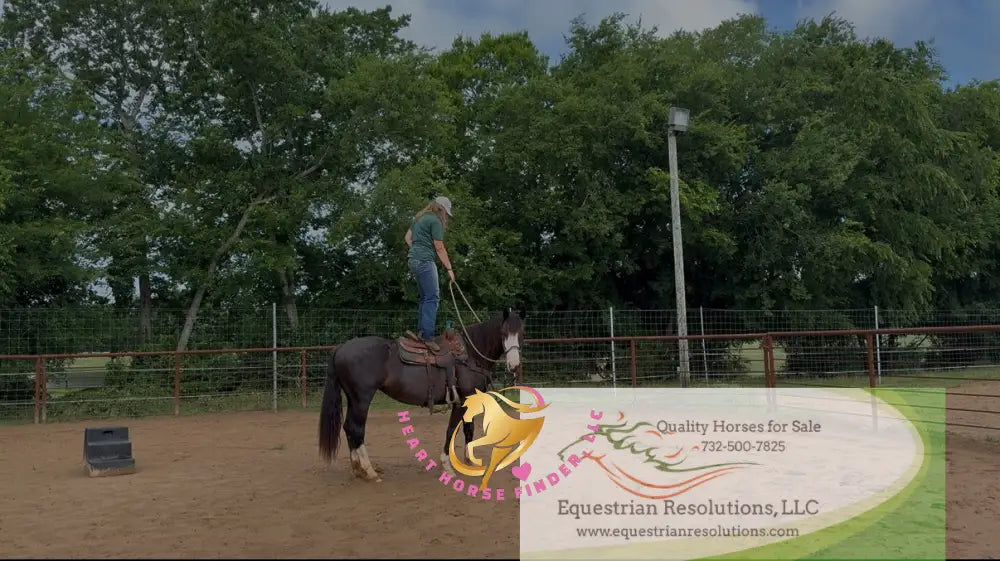 Nova - registered Spotted Draft Black Horse