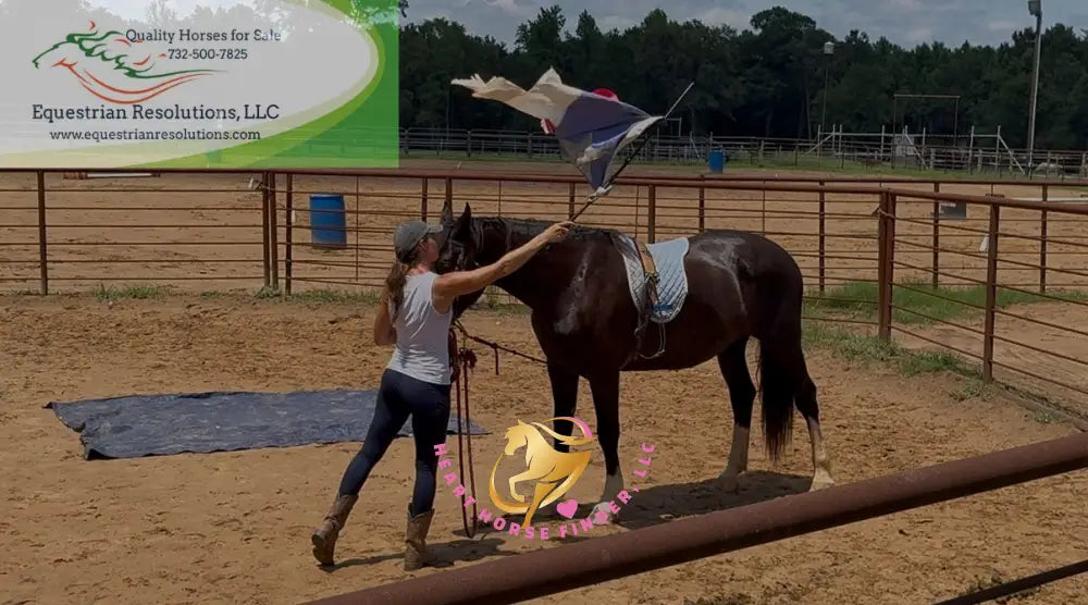 Nova - registered Spotted Draft Black Horse