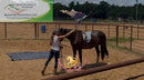 Nova - registered Spotted Draft Black Horse