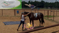 Nova - registered Spotted Draft Black Horse