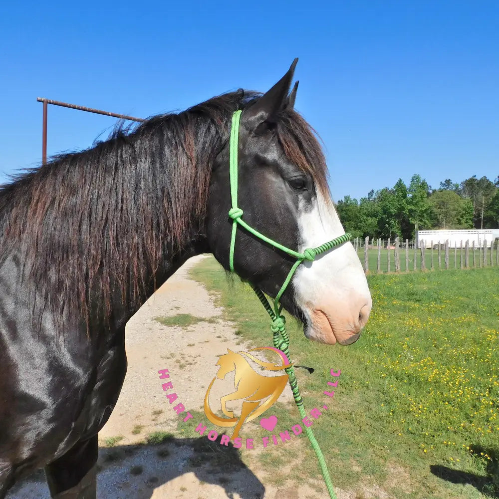 Nova - registered Spotted Draft Black Horse