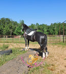 Nova - registered Spotted Draft Black Horse
