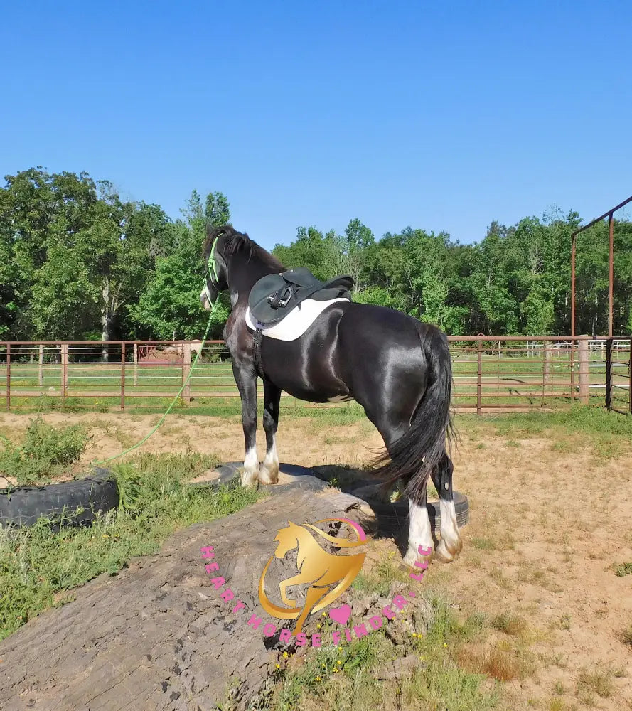 Nova - registered Spotted Draft Black Horse