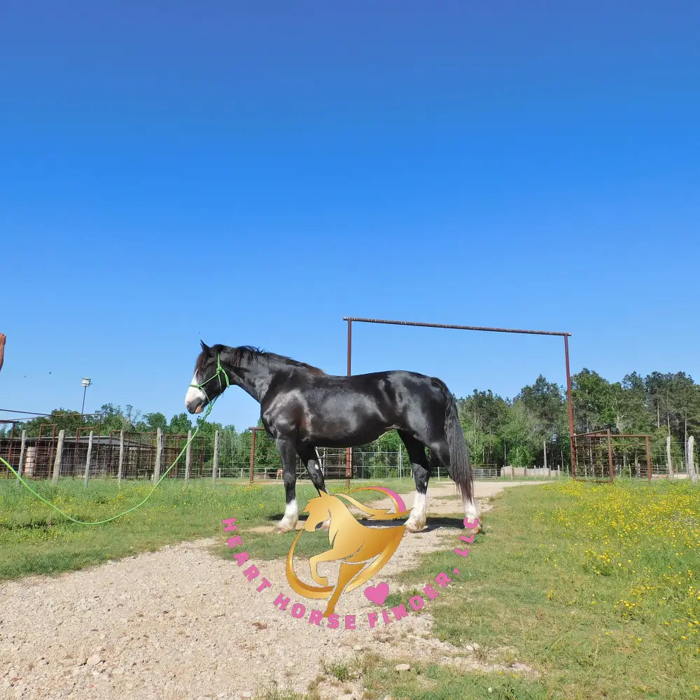 Nova - registered Spotted Draft Black Horse
