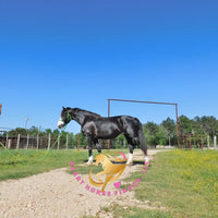 Nova - registered Spotted Draft Black Horse