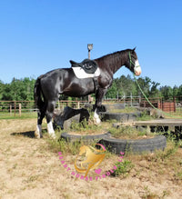 Nova - registered Spotted Draft Black Horse