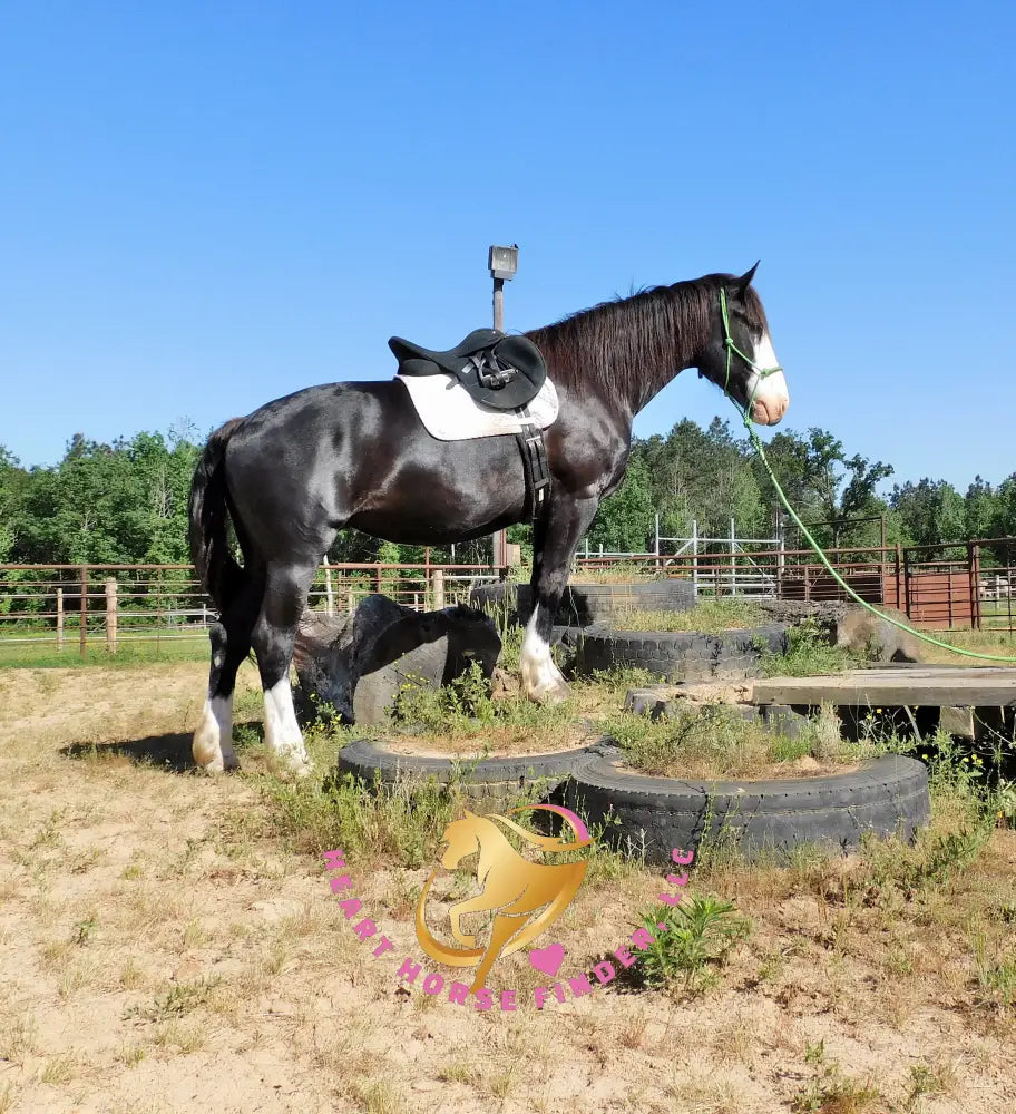 Nova - registered Spotted Draft Black Horse