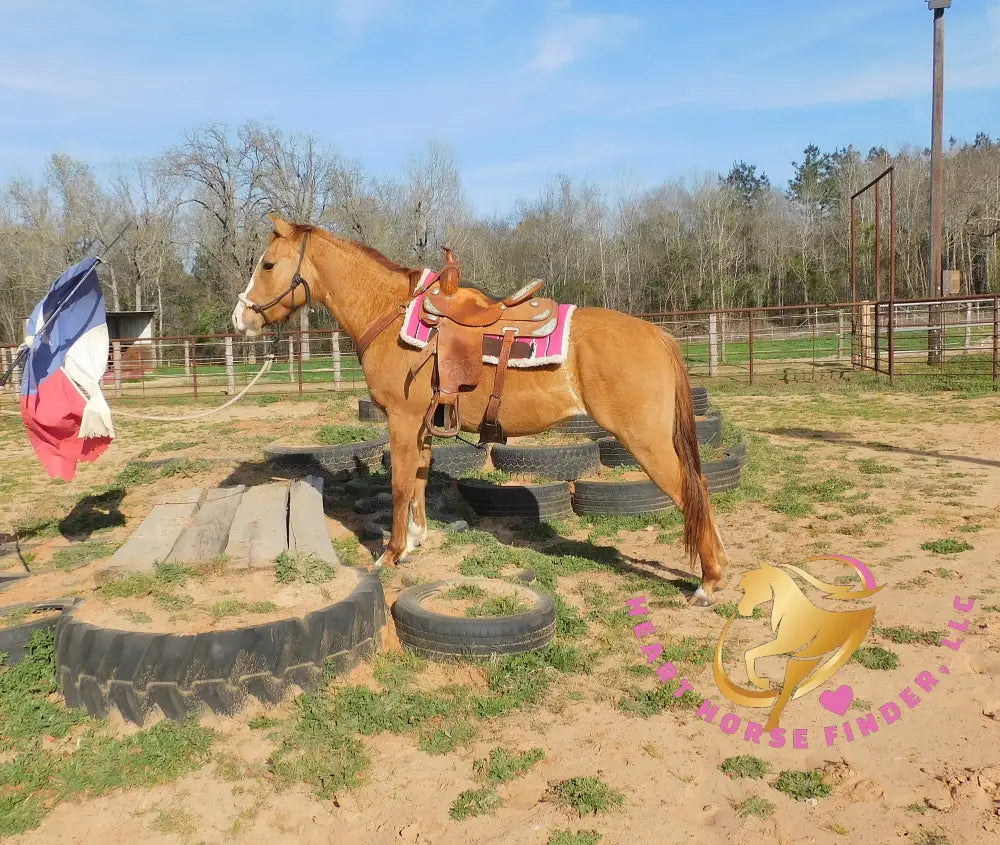 Pumpkin - Quarter Horse - red dun - Horse