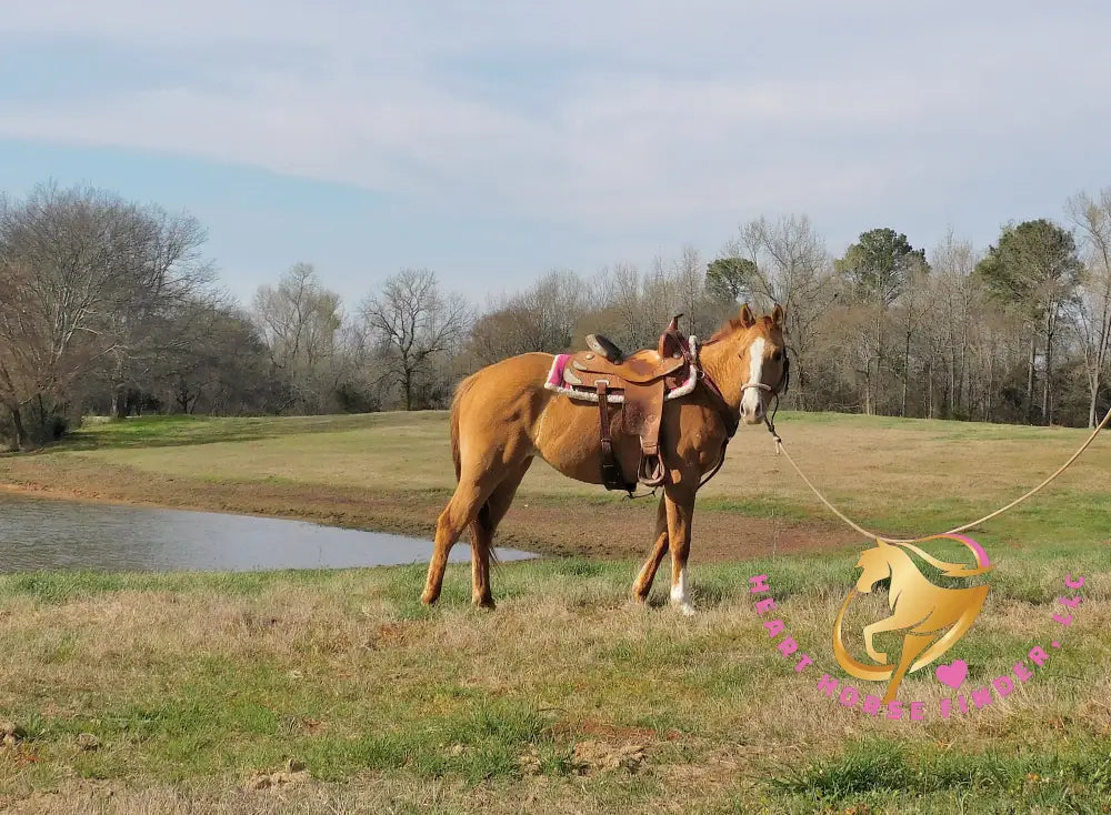 Pumpkin - Quarter Horse - red dun - Horse