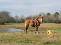 Pumpkin - Quarter Horse - red dun - Horse