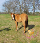 Pumpkin - Quarter Horse - red dun - Horse