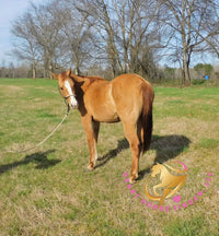Pumpkin - Quarter Horse - red dun - Horse