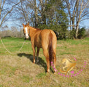 Pumpkin - Quarter Horse - red dun - Horse