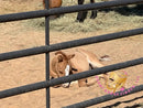 Pumpkin - Quarter Horse - red dun - Horse