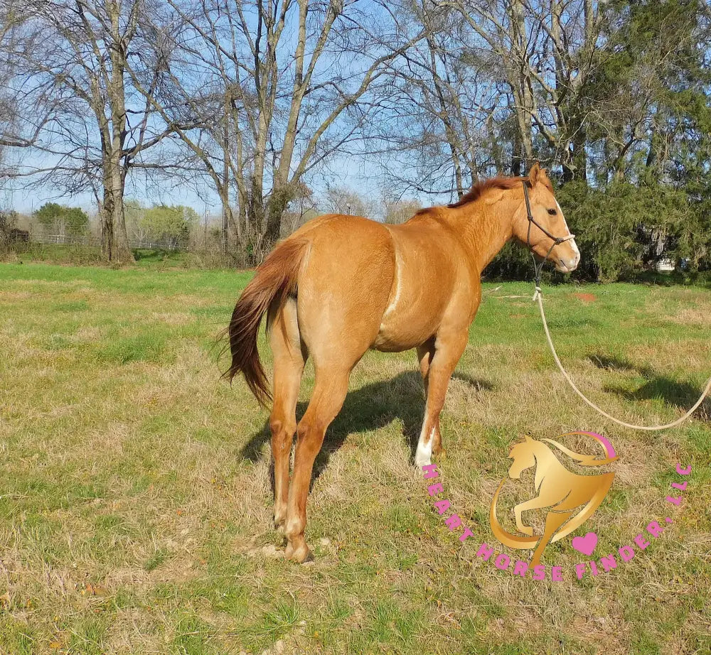 Pumpkin - Quarter Horse - red dun - Horse