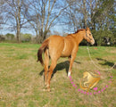 Pumpkin - Quarter Horse - red dun - Horse