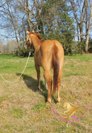 Pumpkin - Quarter Horse - red dun - Horse
