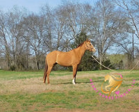 Pumpkin - Quarter Horse - red dun - Horse