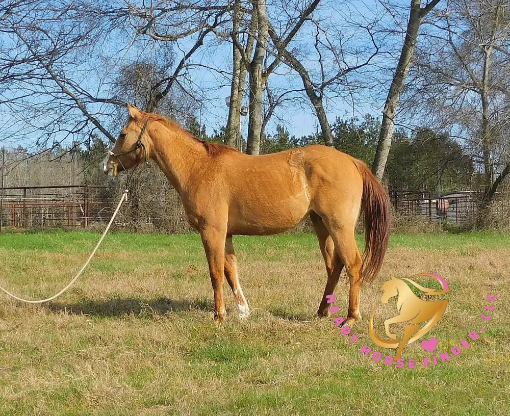 Pumpkin - Quarter Horse - red dun - Horse