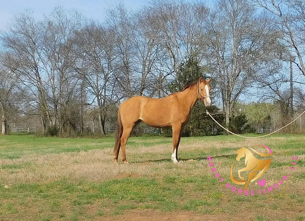 Pumpkin - Quarter Horse - red dun - Horse