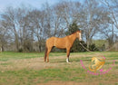 Pumpkin - Quarter Horse - red dun - Horse