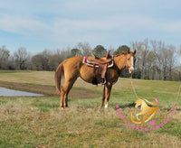 Pumpkin - Quarter Horse - red dun - Horse