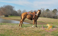 Pumpkin - Quarter Horse - red dun - Horse