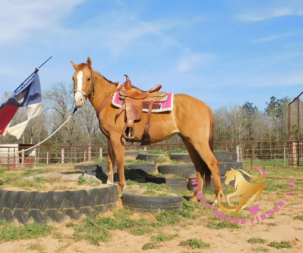 Pumpkin - Quarter Horse