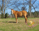 Pumpkin - Quarter Horse - red dun - Horse