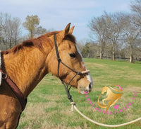 Pumpkin - Quarter Horse - red dun - Horse